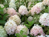 Hydrangea paniculata 'Phantom' 